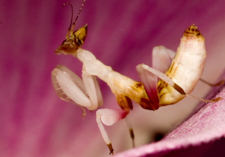 Orchid_by_Kissing_the_Beehive.jpg