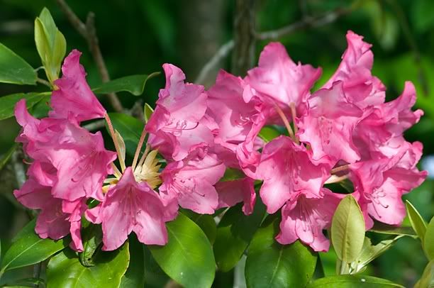 RhododendronHawai_web.jpg