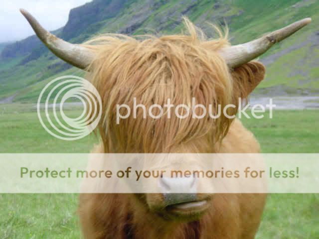 Dsc00141_Closeup_of_Highland_Cow.jpg
