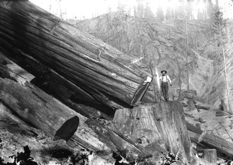 Vintage Photos of Lumberjacks and the Giant Trees They Felled - Atlas Obscura