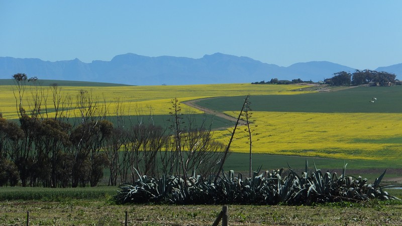 CanolaRun2014_0008.jpg