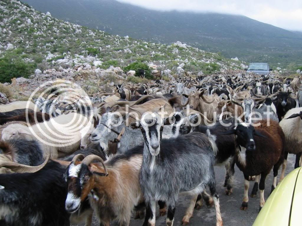 Herd_Of_Goats_zps58535d29.jpg