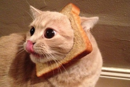 cat_bread_4.jpg