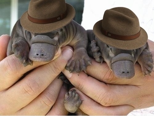platypus-hats1.jpg