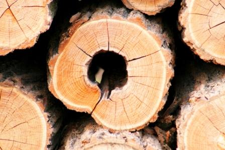 black-locust-firewood-logs.jpg