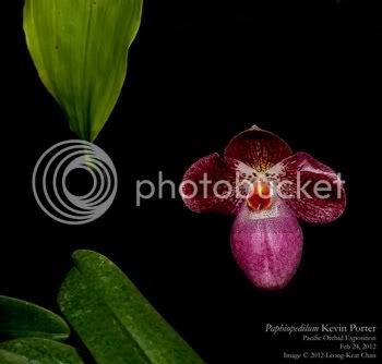 Paph_Kevin_Porter_small.jpg