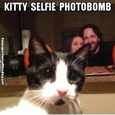 Kitty-Selfie-Photobomb-Funny-Cat-Blocking-Timed-Couple-Picture.jpg