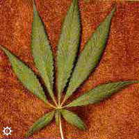 cannabis_sativa_durban.jpg