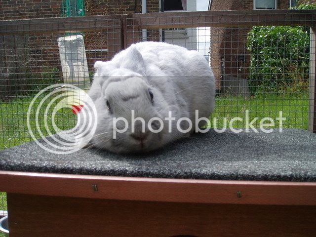 bunnies035.jpg