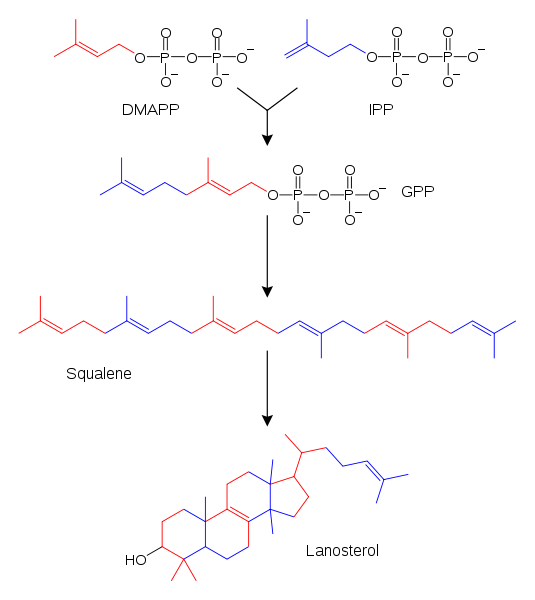 535px-Sterol_synthesis.svg.png