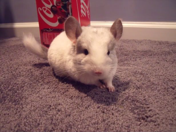 Chinchillas019.jpg