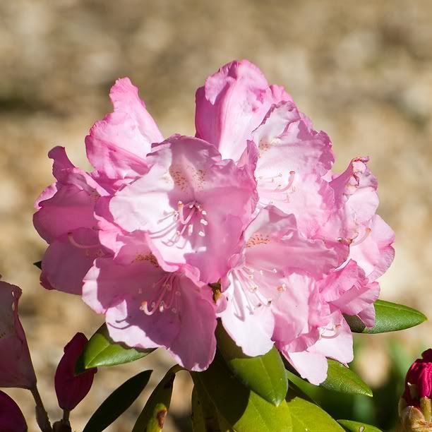 RhododendronHachmansPolaris_web-1.jpg