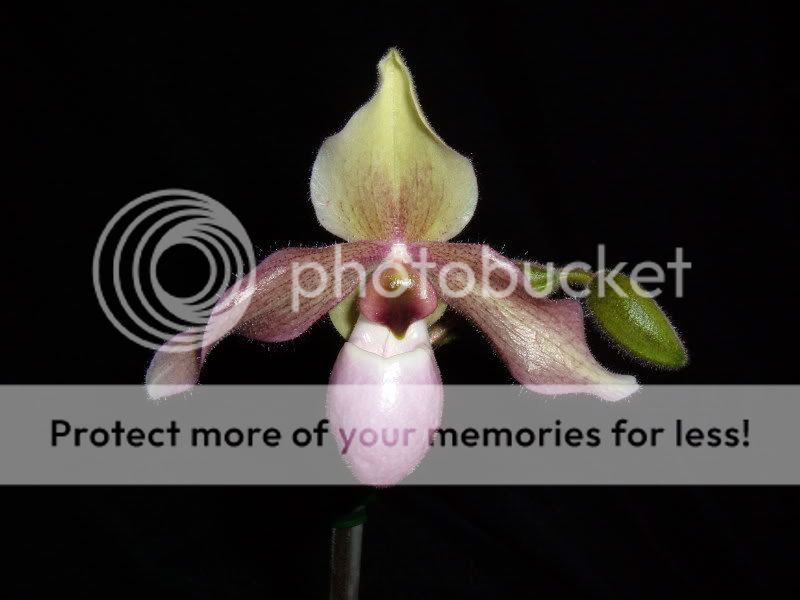 OrchidPictures2011-2.jpg