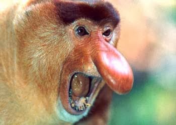 proboscis_monkey.jpg