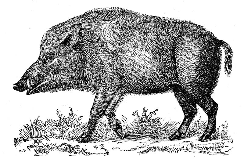 Wild_boar.jpg