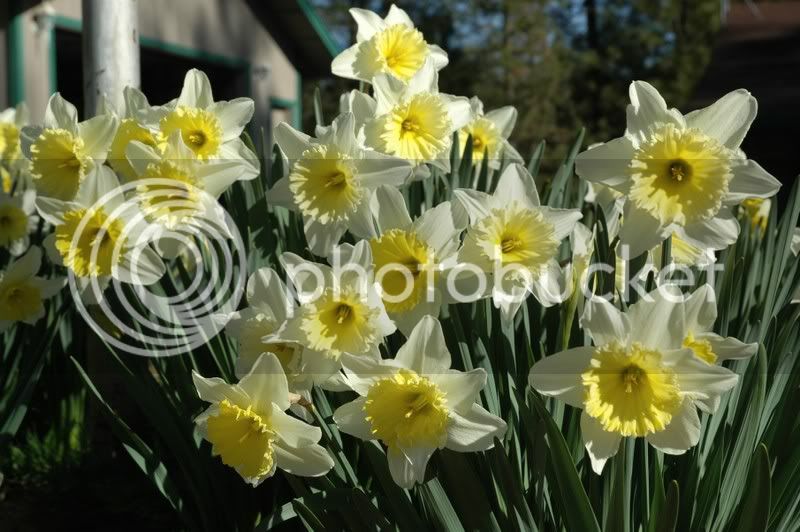 daffodil1.jpg
