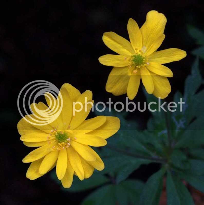 AnemoneRanunculoidesFSSM.jpg