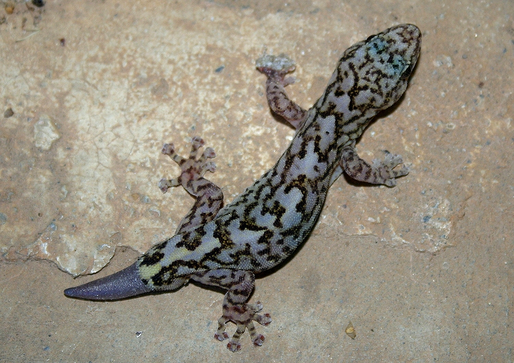 20060222222414_gecko.jpg