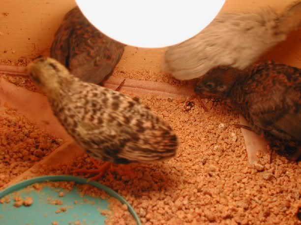 quail530071.jpg