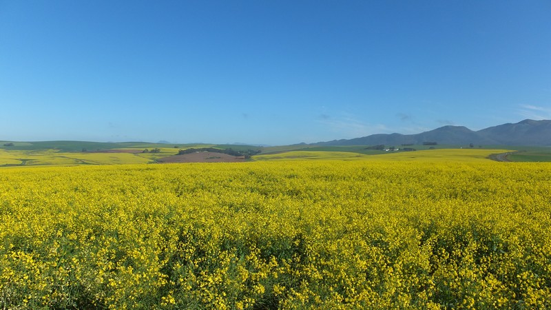 CanolaRun2014_0002.jpg