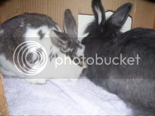 Bunnypictures-Leanne018.jpg