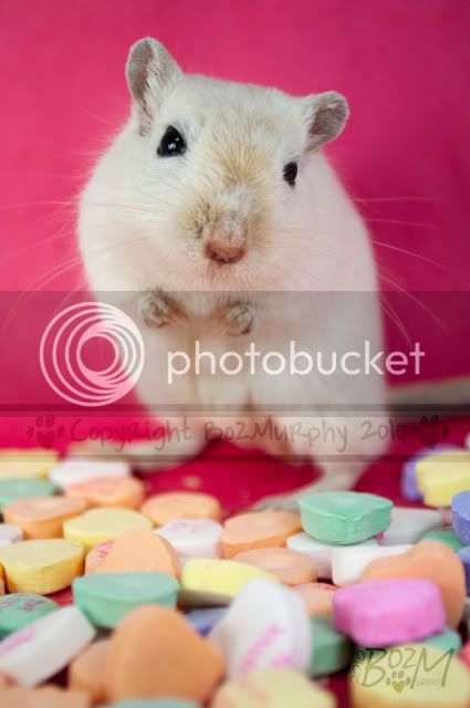 2010_01_21__BM__ValentineGerbil__1.jpg