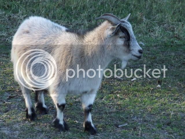 Goats112.jpg