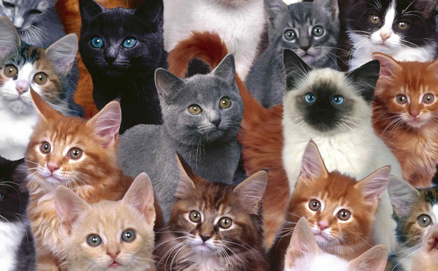 lots-of-cats.jpg