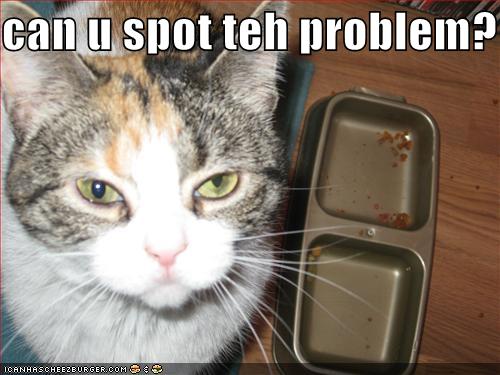 funny-pictures-hungry-cat-asks-if-you-can-spot-the-problem.jpg
