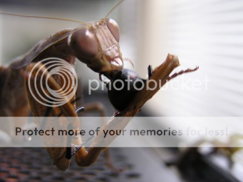 mantids163.jpg