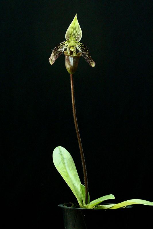 Paph%20ciliolare3_zpskukpfrna.jpg