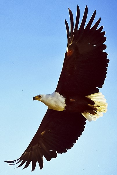 403px-African_fish_eagle_flying_cropped.jpg