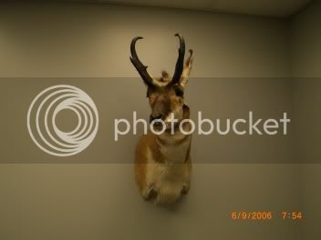 Antelope05.jpg