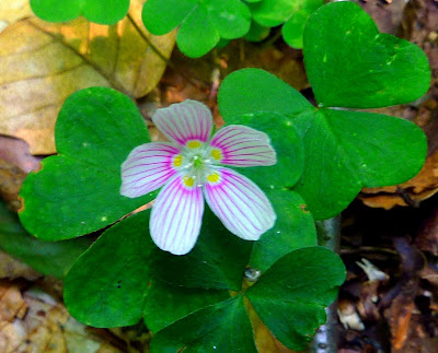 WoodSorrel_oxalis%20acetosella.JPG