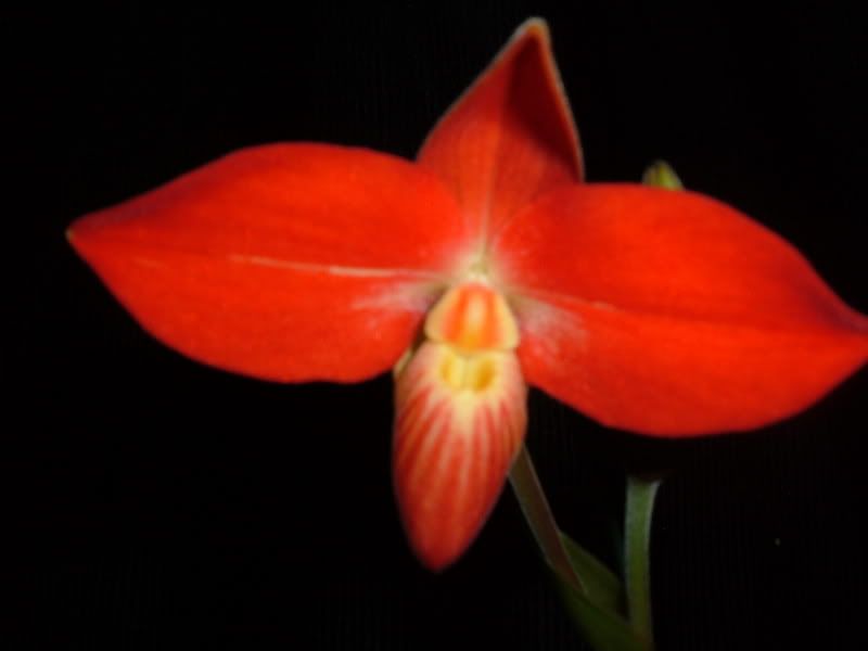 orchids08009-6.jpg