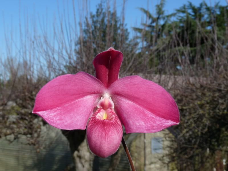 OrchidsFeb2010168.jpg