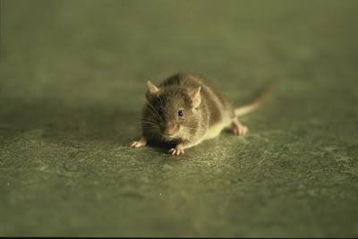 Green_Mile_Mouse_photo16.jpg
