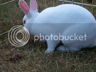 PortTownsendBunnies080.jpg