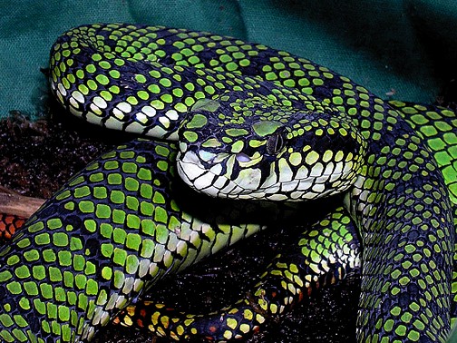 parias%20Trimeresurus_sumatranus.jpg