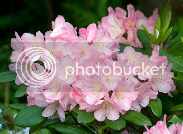RhododendronBali4_web-1.jpg