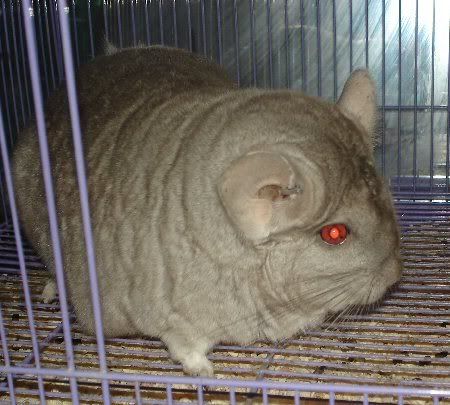 Chinchillas007copy.jpg