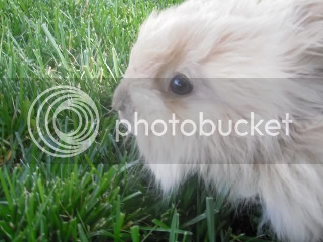 bunny0716093.jpg