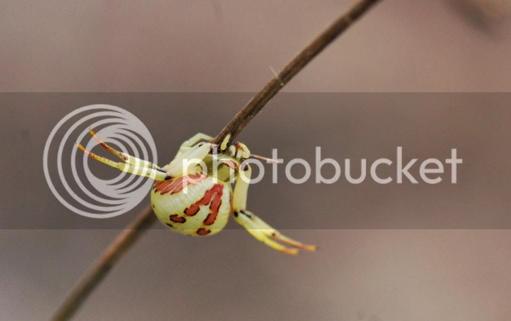 crabspider3.jpg