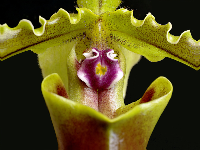 Paphiopedilum spicerianum 07.jpg