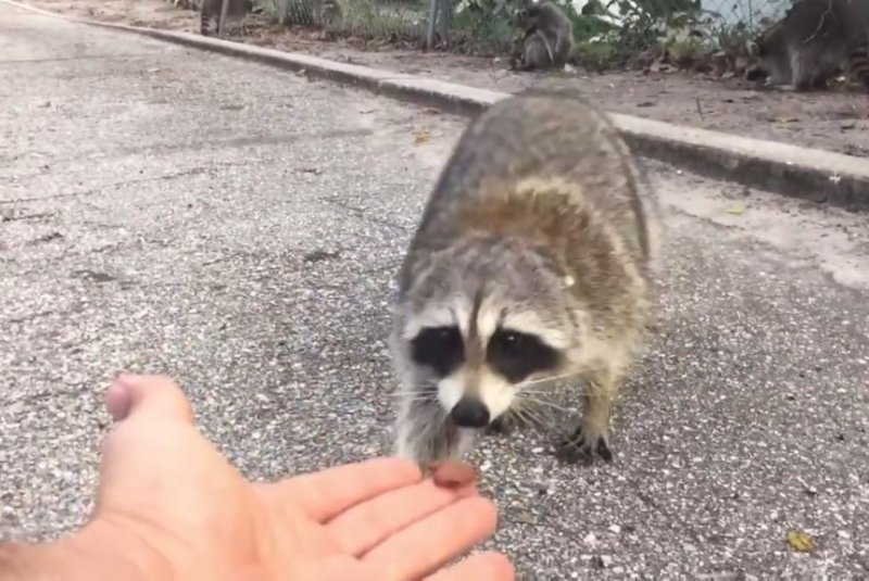 Florida-man-tries-to-feed-raccoon-learns-valuable-lesson.jpg