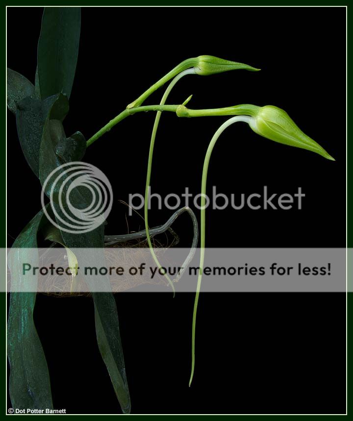 Angraecum_sesquipedale-buds2_zps200ef0f1.jpg