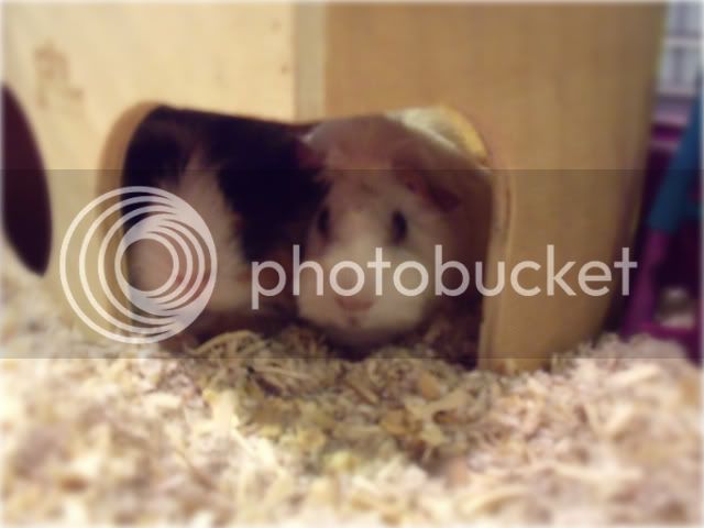 guineapigs005.jpg