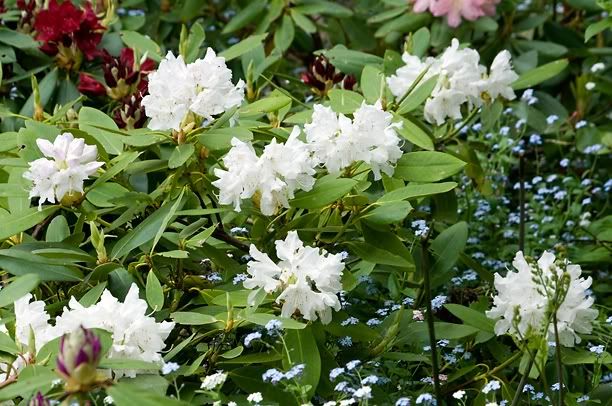 RhododendronBouledeneige_web-2.jpg