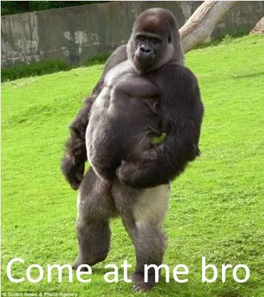 BroGorilla.jpg