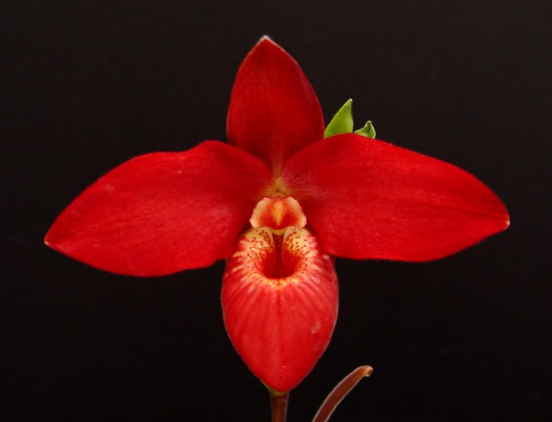 Phrag. Scarlet O'Hara 'Red Baron' | Slippertalk Orchid Forum